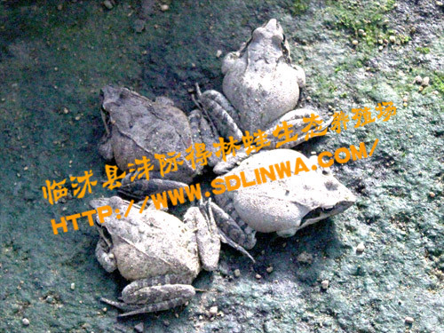 临沭县林蛙养殖场,林蛙养殖,养殖蛙技术