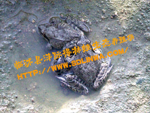 林蛙养殖,最新的蛙类养殖技术,林蛙饲养