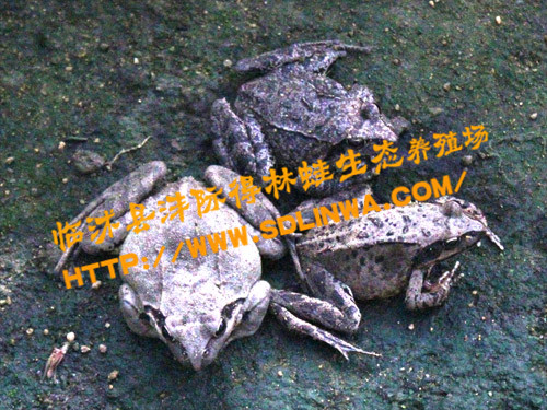 山东蛙类供应商,山东林蛙养殖，林蛙养殖